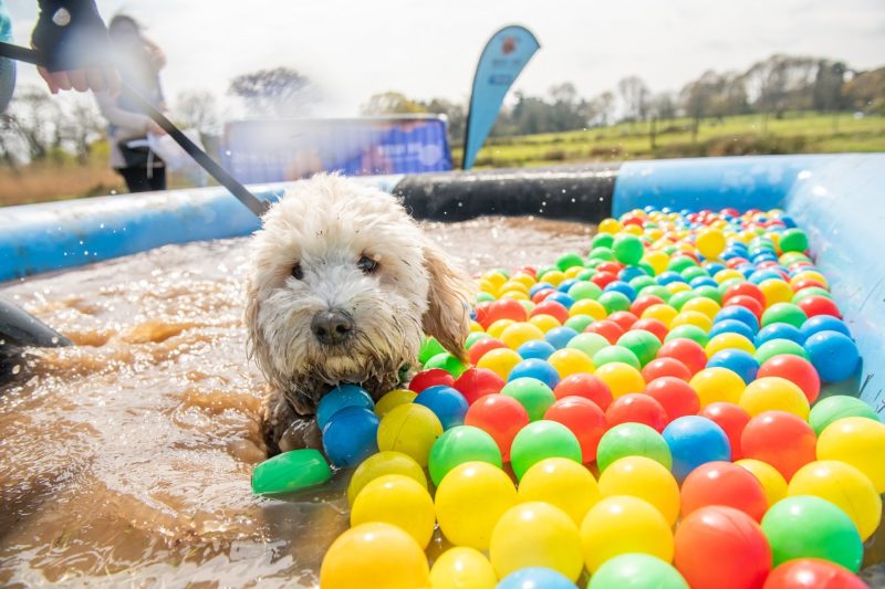 Muddy Dog Challenge 21st May 2022 Eridge Park Estate